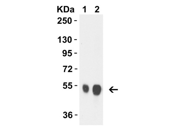 Western Blot with Avian Influenza NA Protein